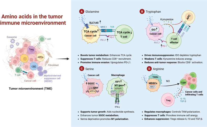 Amino acids shape the metabolic and immunologic landscape in the tumor immune microenvironment: from molecular mechanisms to therapeutic strategies.