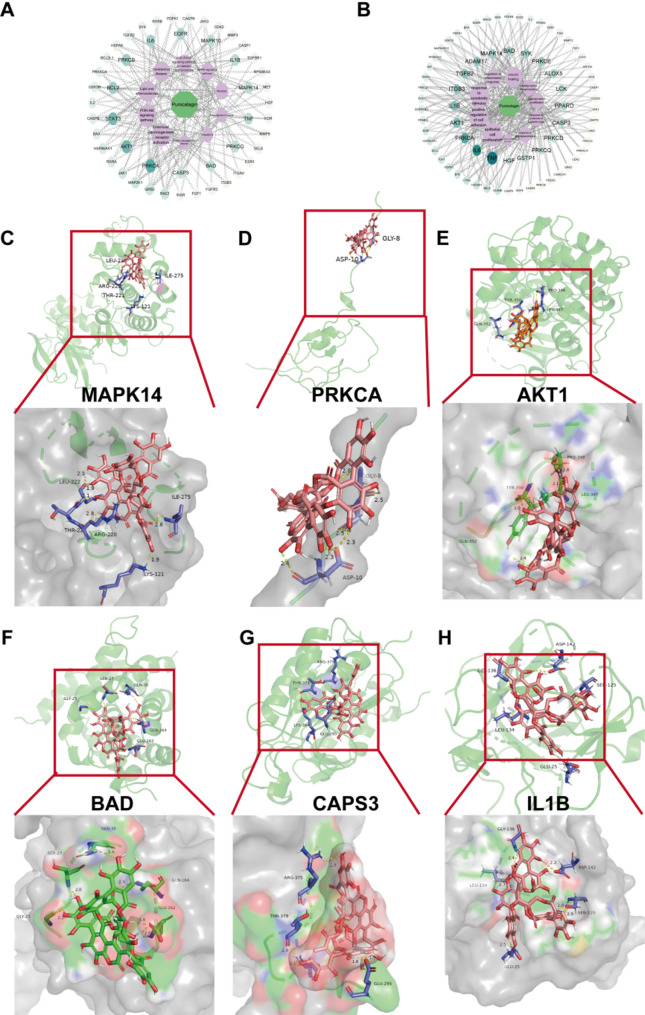 Mechanism research of Punicalagin in treating representative strains of enterovirus A and B types based on systems pharmacology and experimental validation.