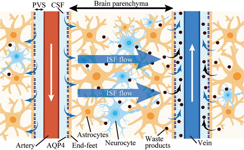 The glymphatic system in oncology: from the perspective of a radiation oncologist.
