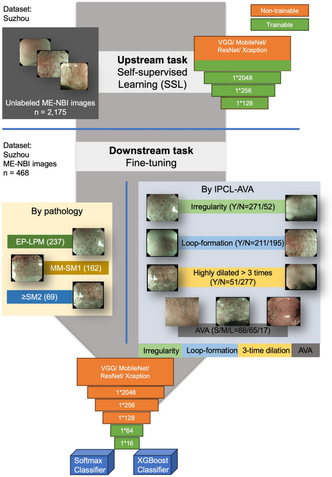 Explainable semi-supervised model for predicting invasion depth of esophageal squamous cell carcinoma based on the IPCL and AVA patterns.