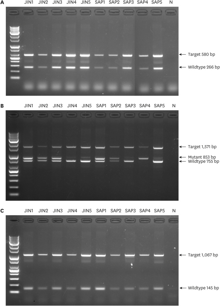 PCR-based detection of hereditary mutations in <i>SLC2A9</i>, <i>BTBD17</i>, and <i>NECAP1</i> among native Korean dog breeds.