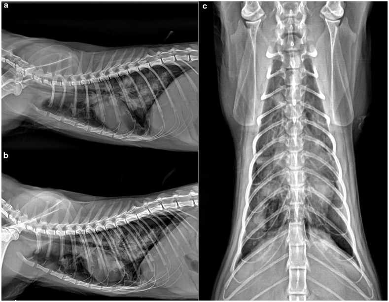 Lung ultrasound findings and therapeutic outcome in a cat with recurrent spontaneous pneumothorax caused by paragonimiasis.