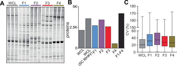 Skeletal muscle proteomics: considerations and opportunities.