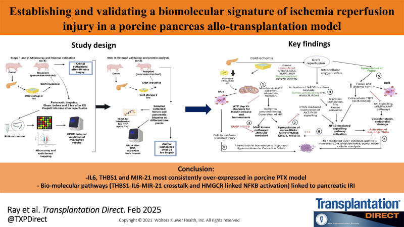 Establishing and Validating a Biomolecular Signature of Ischemia/Reperfusion Injury in a Porcine Pancreas Allotransplantation Model.