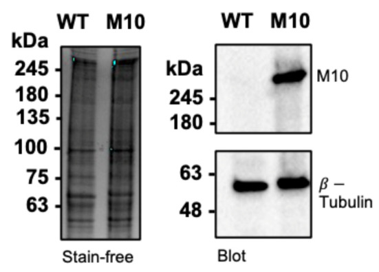 Quantifying Intracellular Distributions of HaloTag-Labeled Proteins With SDS-PAGE and Epifluorescence Microscopy.
