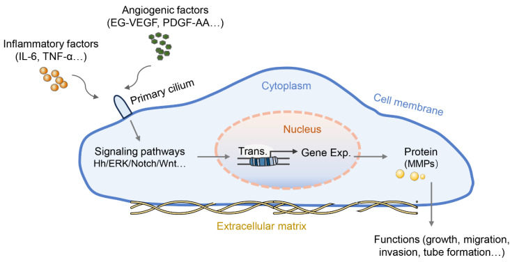 Primary cilia and their role in preeclampsia.