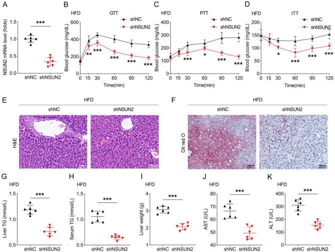 NSUN2 knockdown ameliorates hepatic glucose and lipid metabolism disorders in type 2 diabetes mellitus through the Inhibition of ACSL6 m5C methylation.