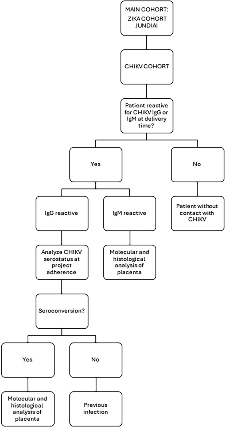 Serology survey of chikungunya virus in high-risk pregnant women and placental tissue findings.