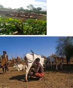 Isolation, Identification, and Antibiogram Characteristics of Staphylococcus aureus From Dairy Cows Kept Under Extensive Management System, in the Uba DebreTsehay District of Southern Ethiopia.