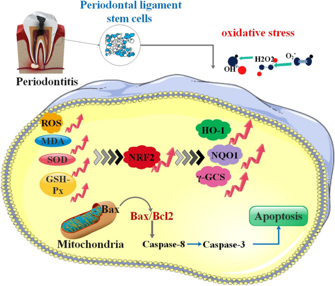 The Role of Nrf2 in the Regulation of Periodontitis, Peri-implantitis, Dentin Infection, and Apical Periodontitis.