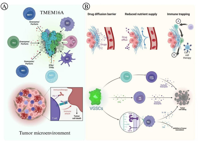 TMEM16A in prostate cancer: mechanistic insights and therapeutic implications.