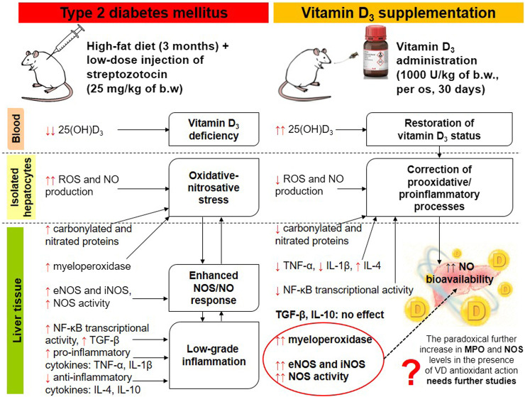 Vitamin D<sub>3</sub> affects liver expression of pro-/anti-inflammatory cytokines and nitric oxide synthases in type 2 diabetes.