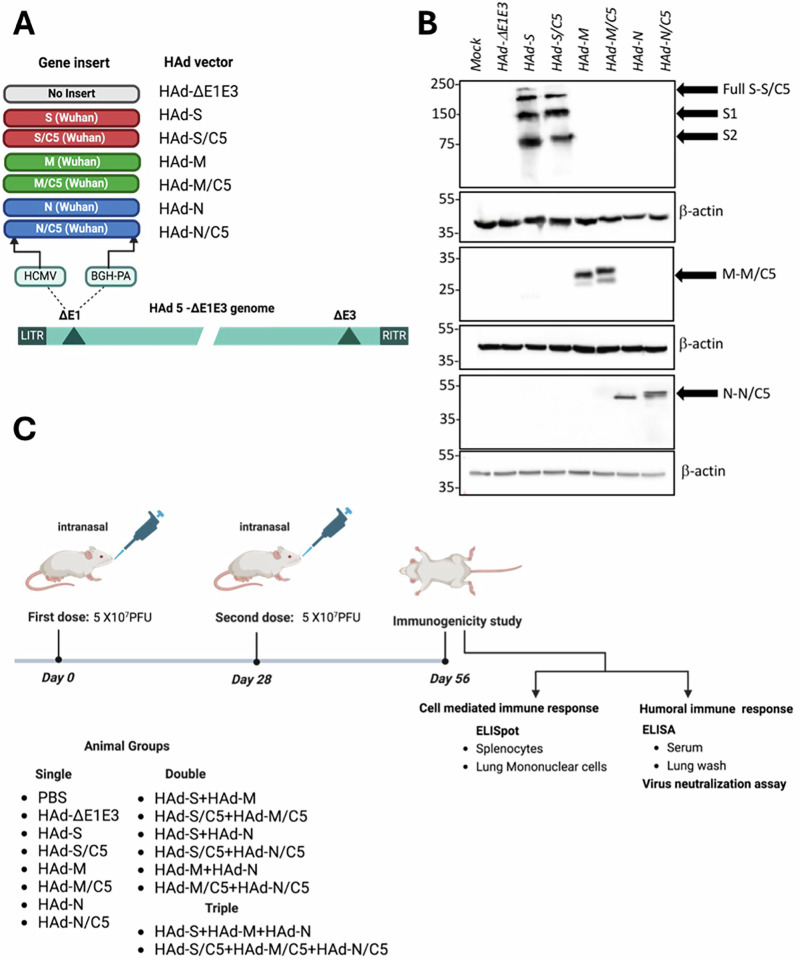 A multi-antigen-based SARS-CoV-2 vaccine provides higher immune responses and protection against SARS-CoV-2 variants.
