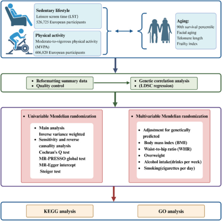 Sedentary lifestyle, physical activity, and aging: evidence from genetic correlation and mendelian randomization.