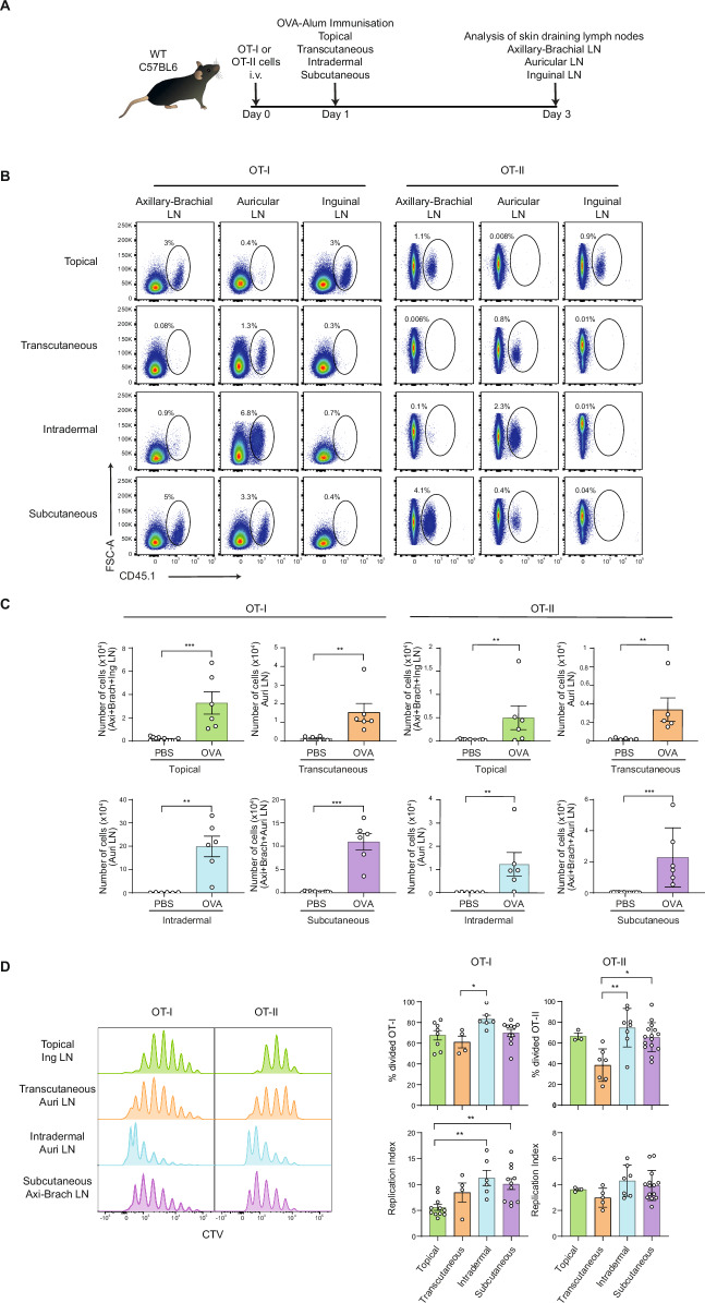 Targeting Langerhans cells via skin delivery of HIV Envelope enhances the antibody response to vaccination.
