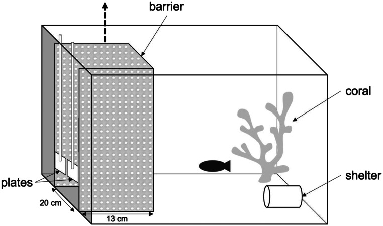 From learning to reversal learning: How non-cleaner fish tackle the biological market task
