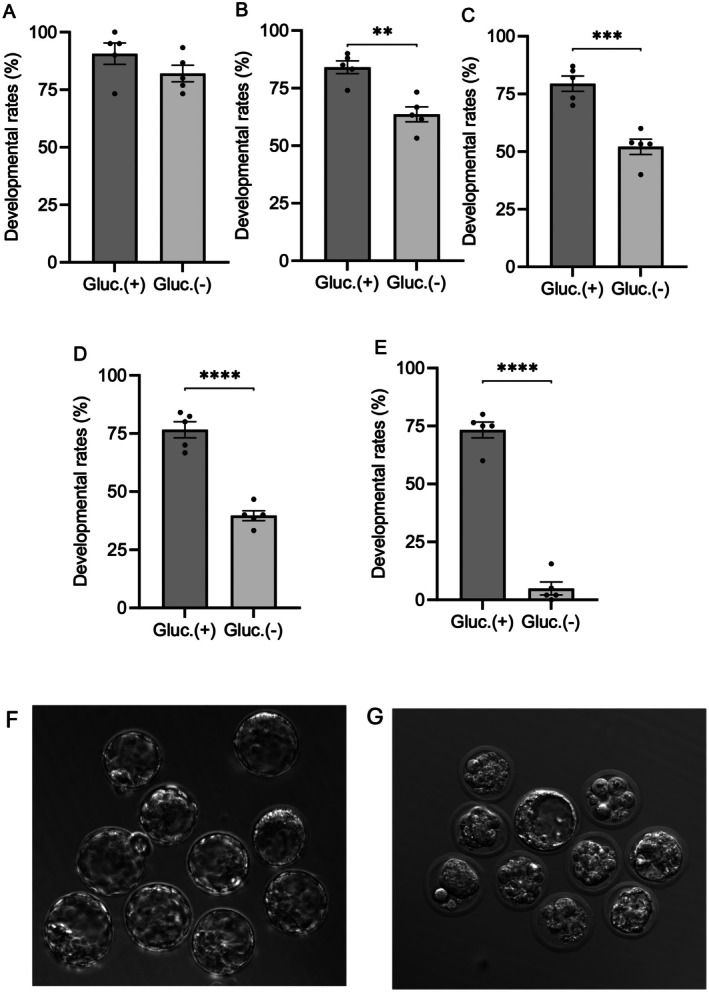 Glucose-Induced Developmental Dynamics: Understanding Male Prevalence in Early Mouse Embryo Stages.