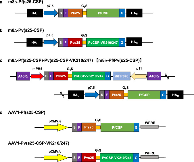 Malaria bivalent viral vectored vaccine protects against Plasmodium falciparum and vivax and blocks parasite transmission.