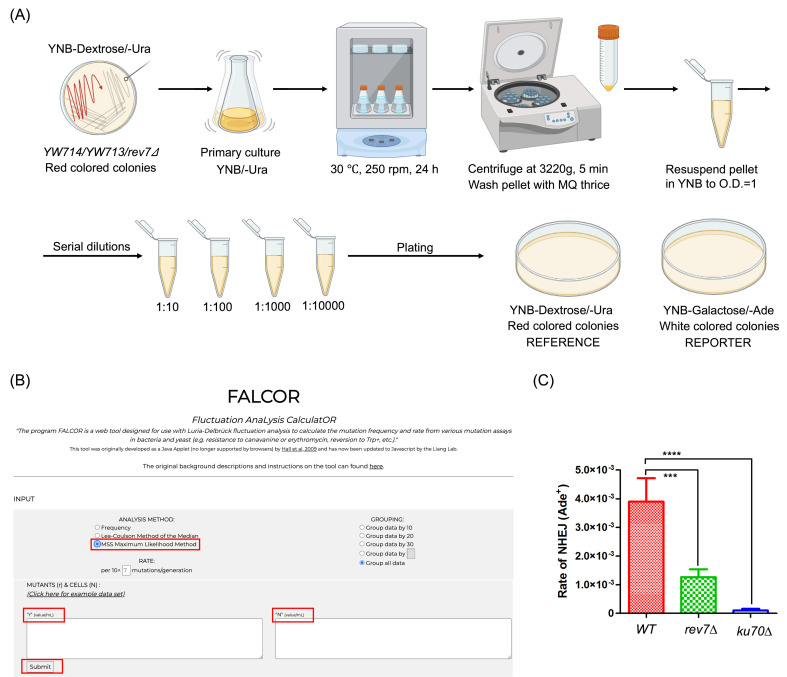 Assessing the Efficiency of Double-Strand Break Repair Mediated by Homologous Recombination and Non-homologous End-Joining Pathways in <i>Saccharomyces cerevisiae</i>.