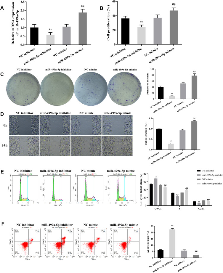 MiR-499a-5p Promotes the Proliferation and Migration of Uterine Leiomyoma Cells by Activating the Wnt/β-Catenin Signaling Pathway.