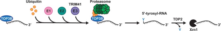 Unraveling the Role of Topoisomerase 3β (TOP3B) in mRNA Translation and Human Disease.