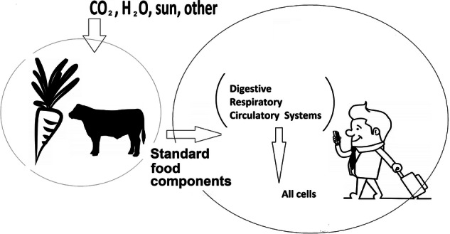 Technological and Biological Systems’ Resilience: Observations and Learnings