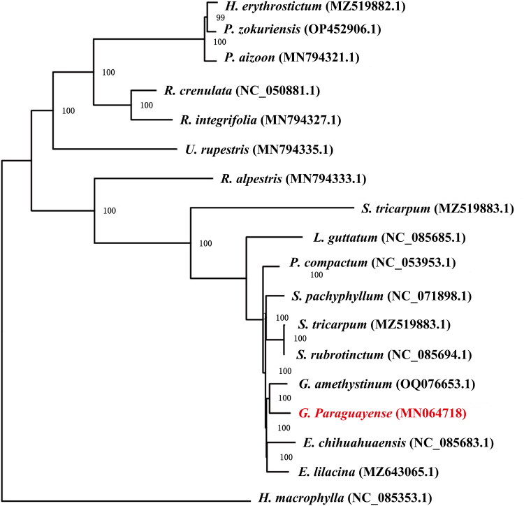 The complete chloroplast genome sequence of <i>Graptopetalum paraguayense</i> (N. E. Br.) walth.1938 and phylogenetic analysis.