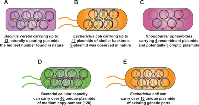 How many plasmids can bacteria carry? A synthetic biology perspective.