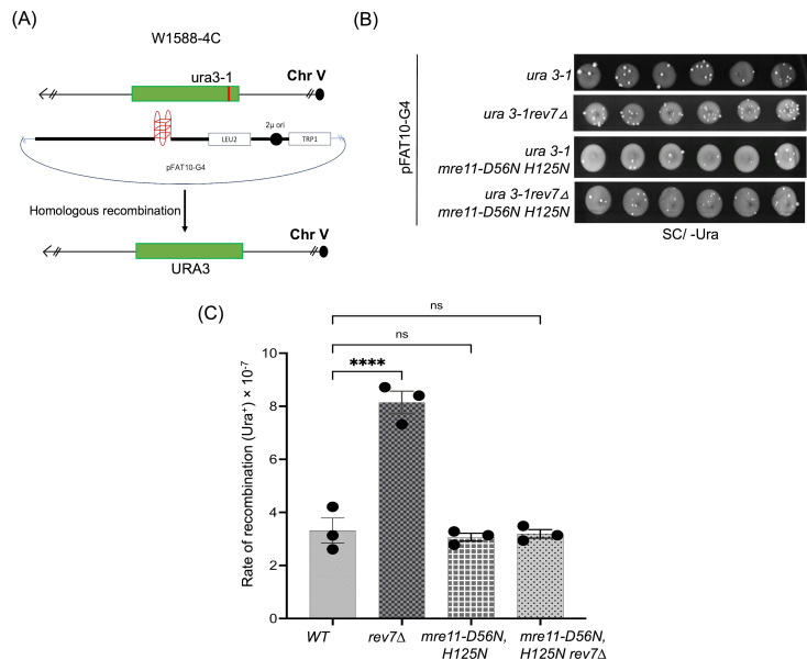 Assessing the Efficiency of Double-Strand Break Repair Mediated by Homologous Recombination and Non-homologous End-Joining Pathways in <i>Saccharomyces cerevisiae</i>.