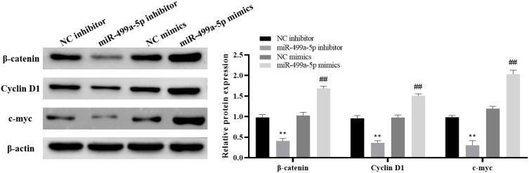 MiR-499a-5p Promotes the Proliferation and Migration of Uterine Leiomyoma Cells by Activating the Wnt/β-Catenin Signaling Pathway.