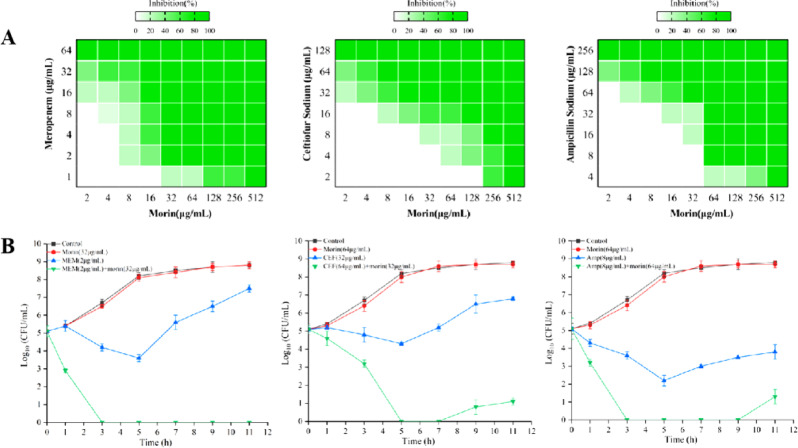 Morin combined with meropenem is a potent inhibitor of NDM-1 against NDM-1-producing E. coli.