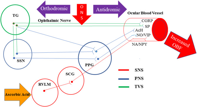 Ocular neuromodulation as a novel treatment for retinitis pigmentosa: identifying rod responders and predictors of visual improvement.