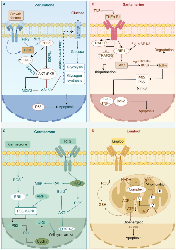 Advancements in the therapeutic potential of sesquiterpenoids for the treatment of hepatocellular carcinoma (Review).