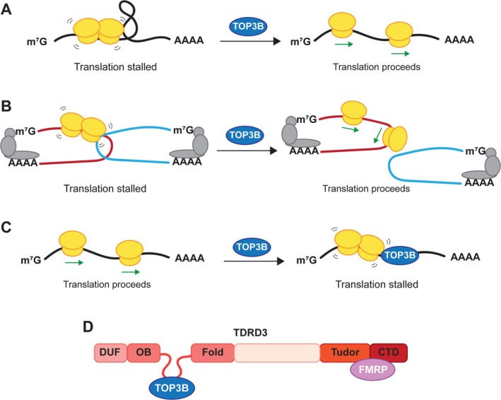 Unraveling the Role of Topoisomerase 3β (TOP3B) in mRNA Translation and Human Disease.