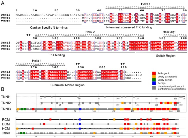Troponin I - a comprehensive review of its function, structure, evolution, and role in muscle diseases.