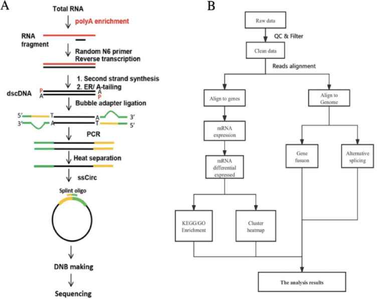 CXCL14 drives age-related intervertebral disc degeneration via NF-κB pathway activation in a multiomic study.