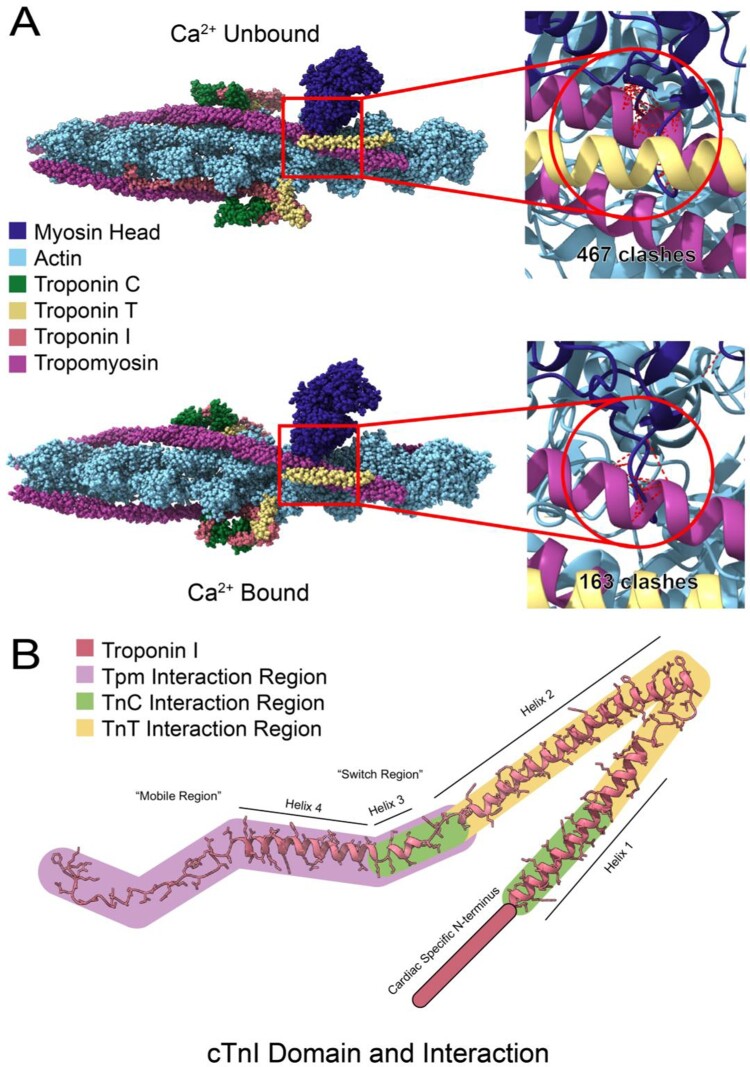 Troponin I - a comprehensive review of its function, structure, evolution, and role in muscle diseases.