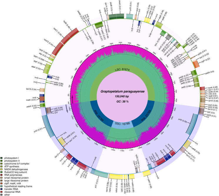 The complete chloroplast genome sequence of <i>Graptopetalum paraguayense</i> (N. E. Br.) walth.1938 and phylogenetic analysis.