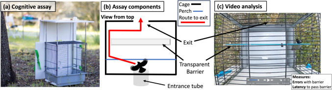 Tit wit: environmental and genetic drivers of cognitive variation along an urbanization gradient