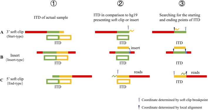 An innovative full-size pathogenic tandem duplication mutation precise detection system based on next-generation sequencing.
