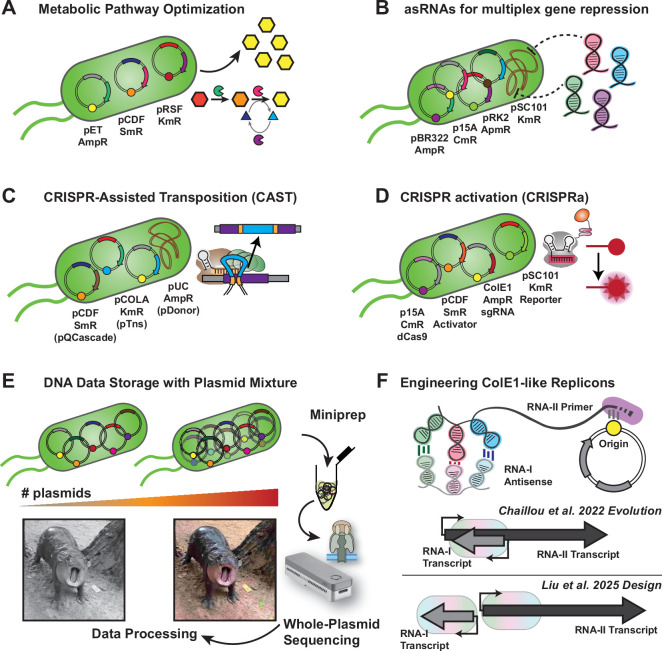 How many plasmids can bacteria carry? A synthetic biology perspective.