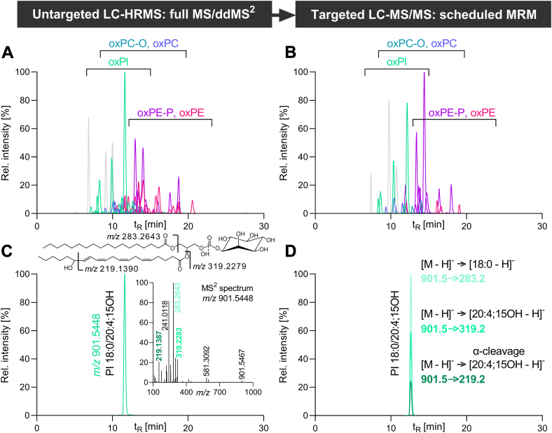 Substrate-dependent incorporation of 15-lipoxygenase products in glycerophospholipids: 15-HETE and 15-HEPE in PI, 17-HDHA in plasmalogen PE, and 13-HODE in PC.