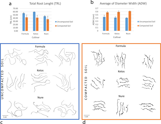 A new phenotyping method for root growth studies in compacted soil validated by GWAS in barley.