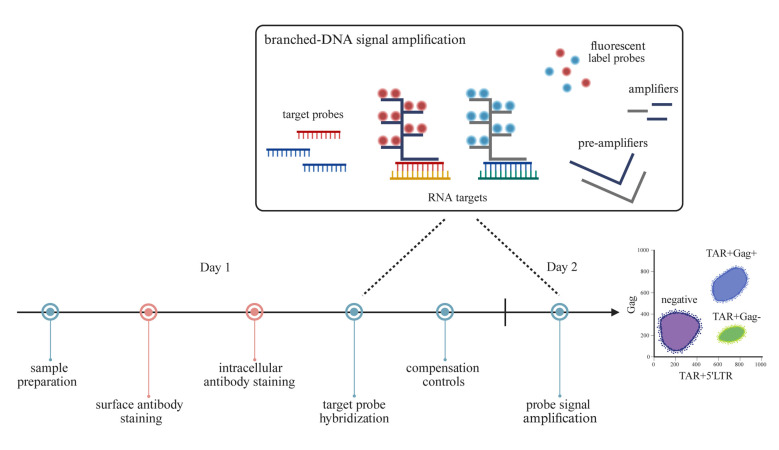 Flow Cytometric Quantification of HIV-1-Infected Cells Expressing Either Abortive or Elongated HIV-1 Transcripts Using Flow-FISH.