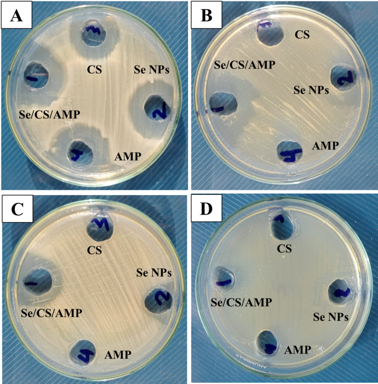 Biological activities of optimized biosynthesized selenium nanoparticles using Proteus mirabilis PQ350419 alone or combined with chitosan and ampicillin against common multidrug-resistant bacteria.
