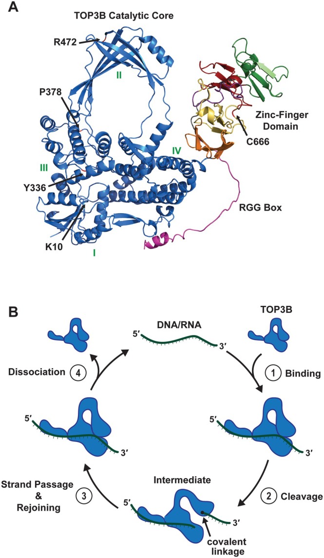 Unraveling the Role of Topoisomerase 3β (TOP3B) in mRNA Translation and Human Disease.