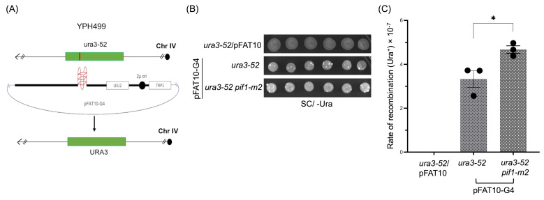 Assessing the Efficiency of Double-Strand Break Repair Mediated by Homologous Recombination and Non-homologous End-Joining Pathways in <i>Saccharomyces cerevisiae</i>.