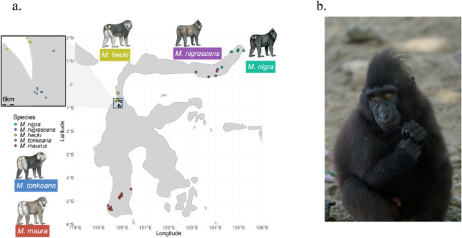 Exome analysis reveals species divergence in TYR and identifies species genetic markers in five endemic Macaca species on Sulawesi Island.
