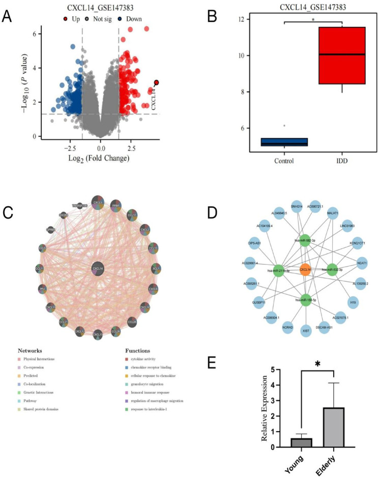 CXCL14 drives age-related intervertebral disc degeneration via NF-κB pathway activation in a multiomic study.