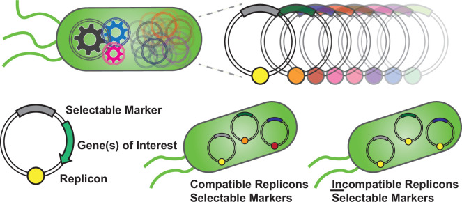 How many plasmids can bacteria carry? A synthetic biology perspective.